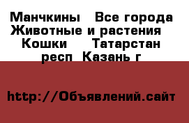 Манчкины - Все города Животные и растения » Кошки   . Татарстан респ.,Казань г.